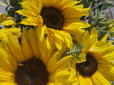 Sunflowers