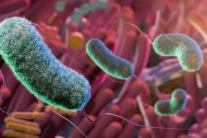 Gut microbes Image credit: THOM LEACH / SCIENCE PHOTO LIBRARY via Getty Images)