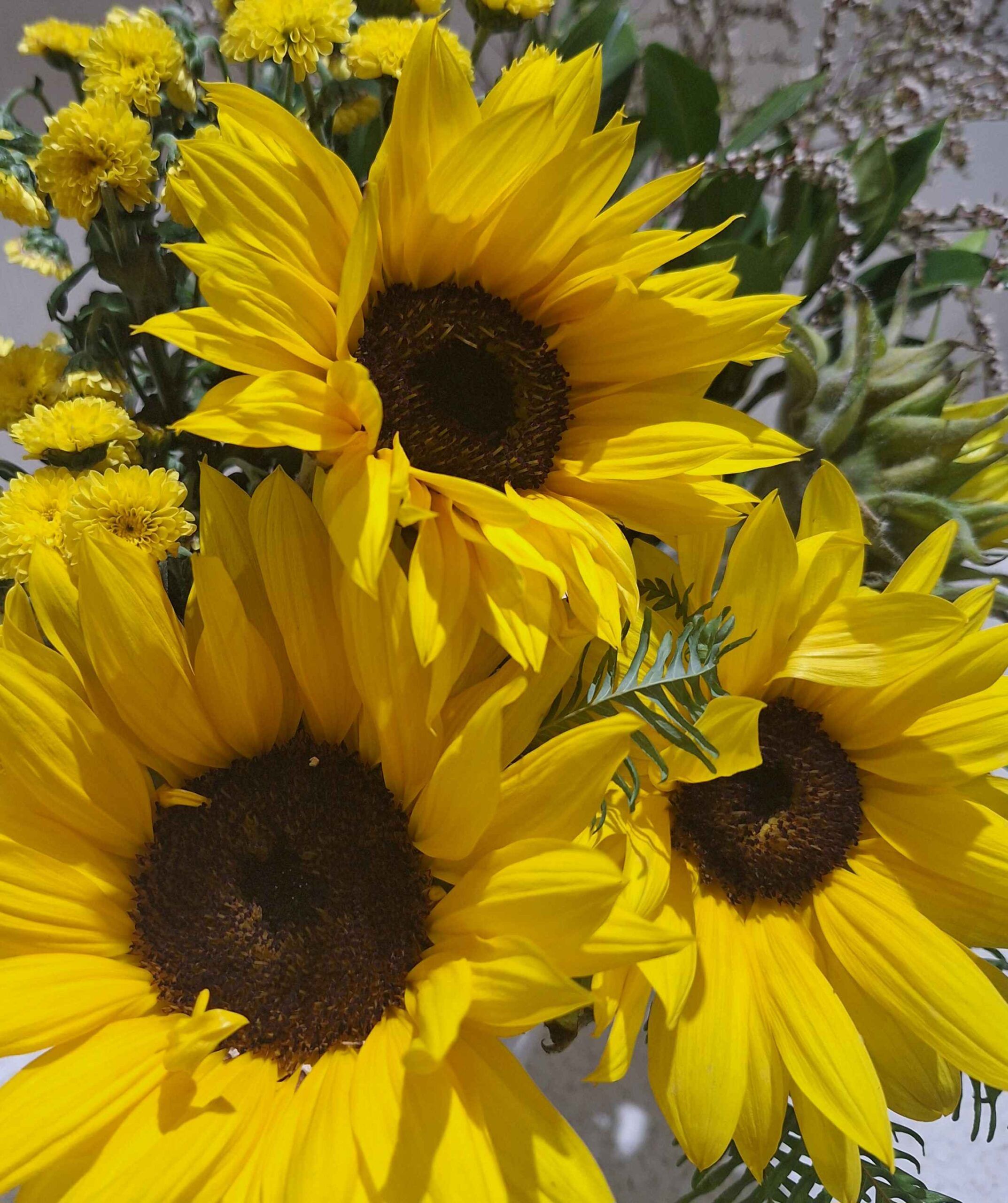 Sunflowers