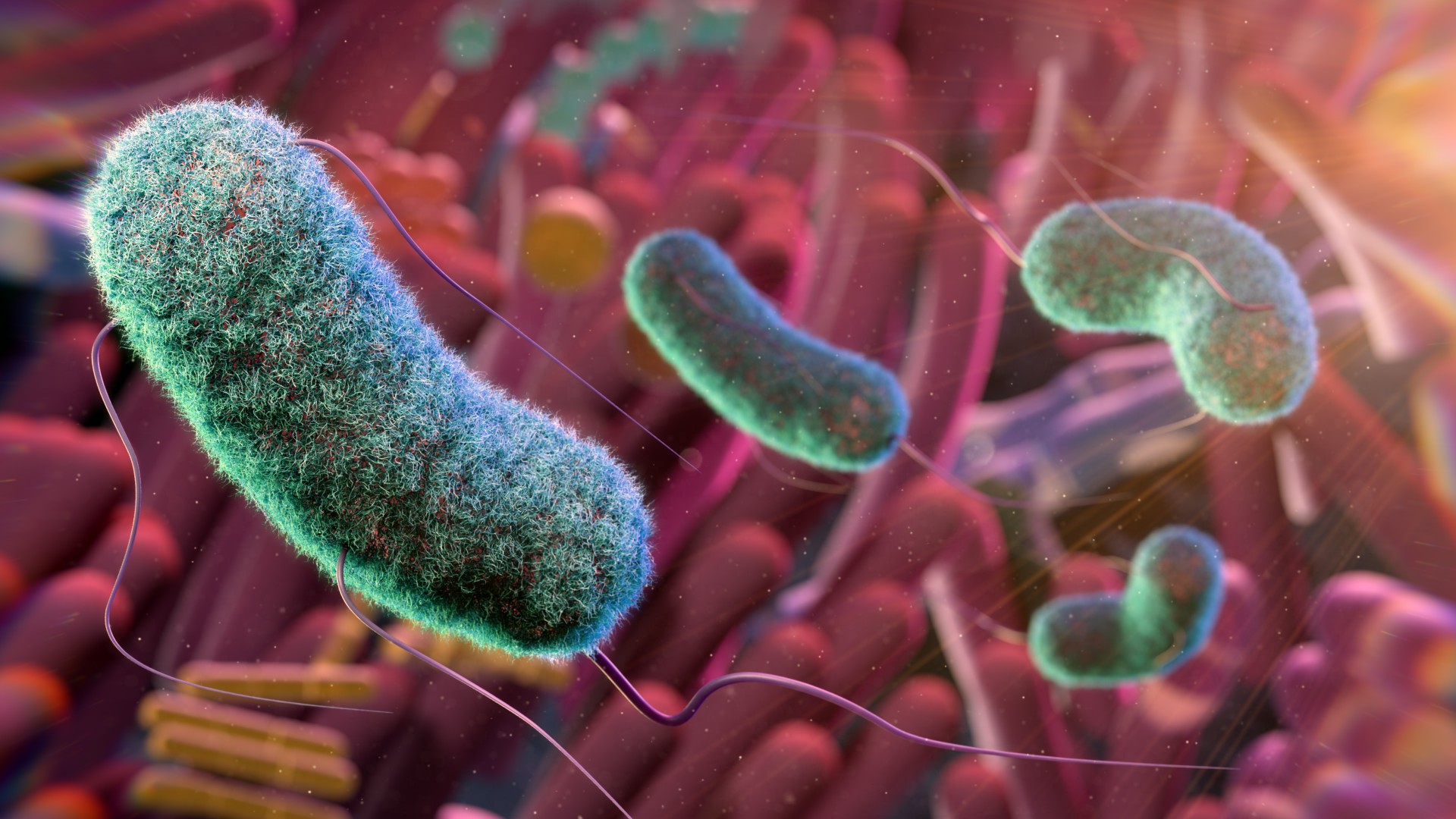 Gut microbes Image credit: THOM LEACH / SCIENCE PHOTO LIBRARY via Getty Images)
