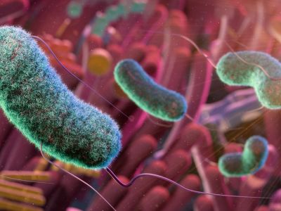 Gut microbes Image credit: THOM LEACH / SCIENCE PHOTO LIBRARY via Getty Images)